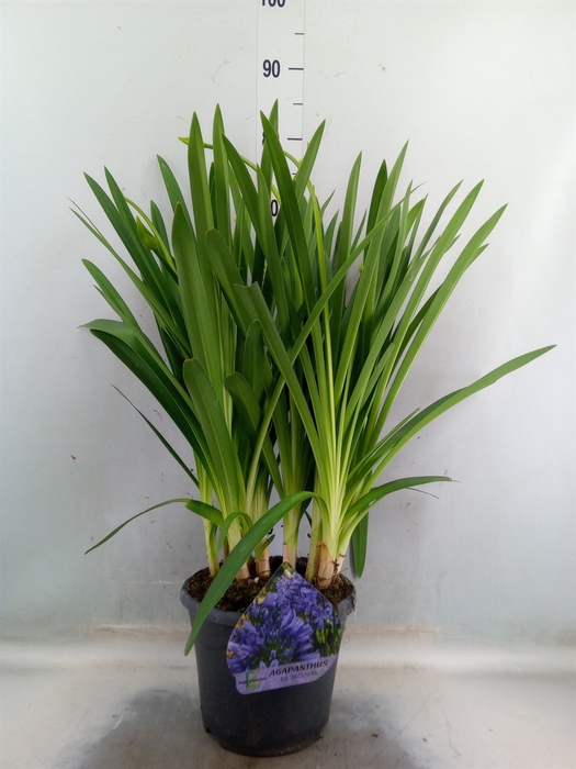 <h4>Agapanthus TR 'Dr. Brouwer'</h4>