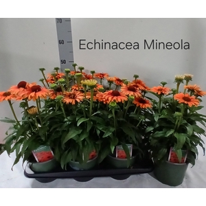 ECHINA SUNSEEK MINEO
