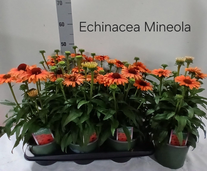 <h4>ECHINA SUNSEEK MINEO</h4>