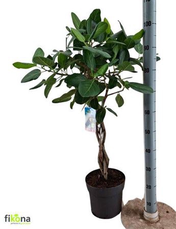 <h4>Ficus Benghalensis</h4>