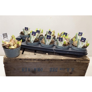 arr8 Hyacin Mult Ov White