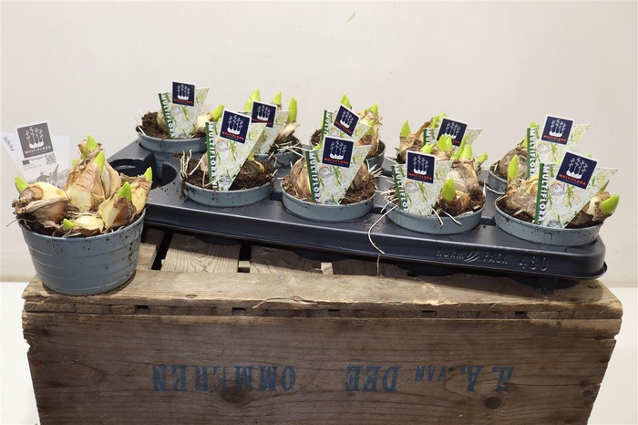 <h4>arr8 Hyacin Mult Ov White</h4>