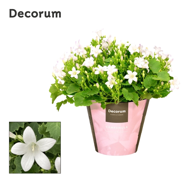 <h4>Campanula Porto Ice White Decorum</h4>