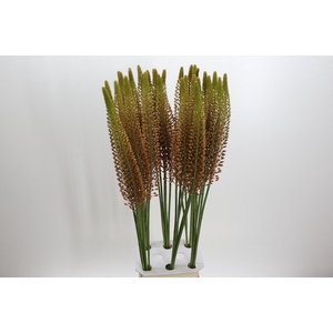 Eremurus 'Golden Cleopatra'