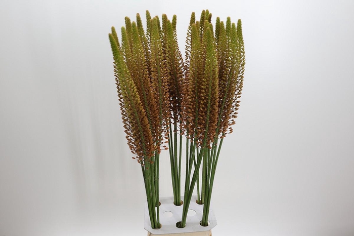 <h4>Eremurus 'Golden Cleopatra'</h4>