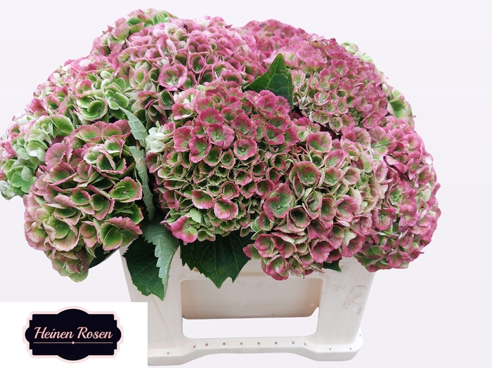 <h4>HYDR M MAG REV CL</h4>