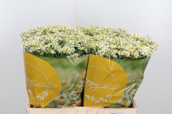 <h4>Tanacetum Pa Single Vegmo</h4>