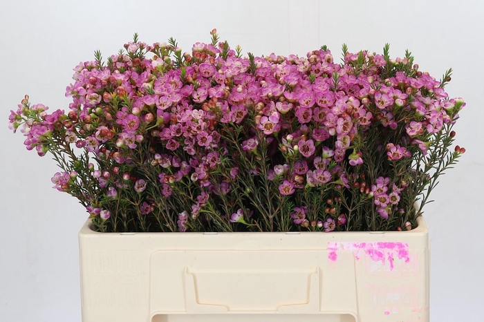 <h4>Chamelaucium Adi</h4>