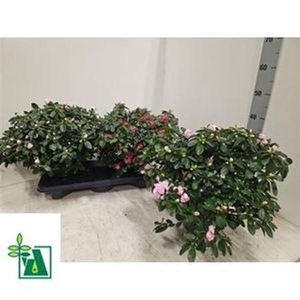 Rhodo Si V Gem 3 Srt