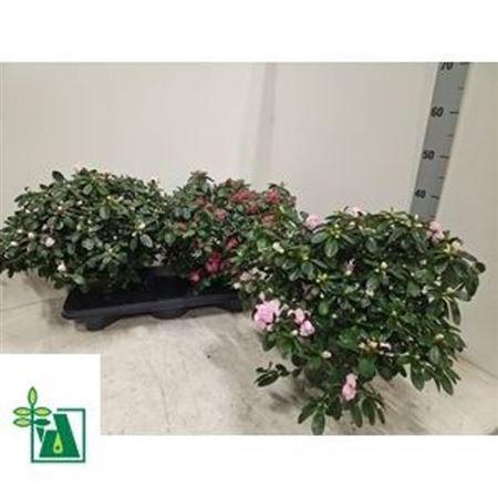 <h4>Rhodo Si V Gem 3 Srt</h4>