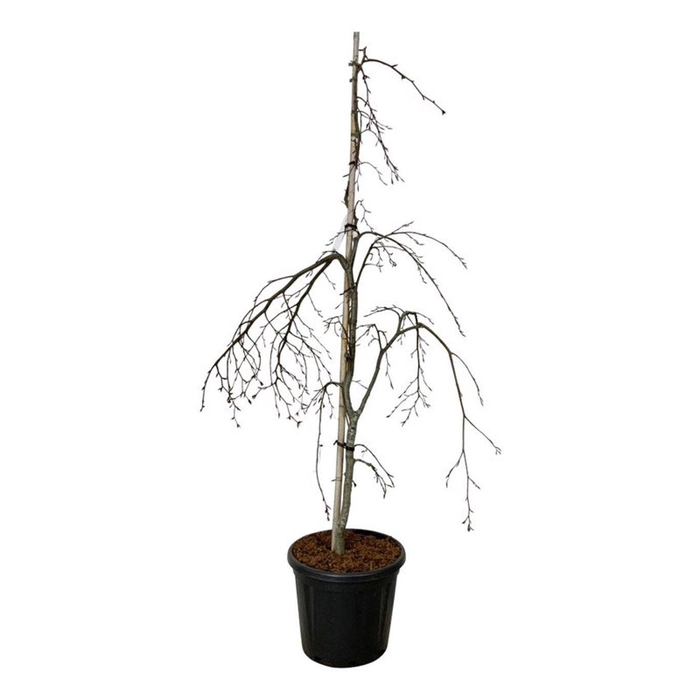 <h4>Fagus syl. 'Pendula'</h4>