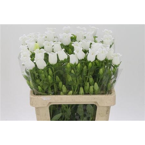 Camp M Champion Whit