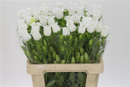 Camp M Champion Whit