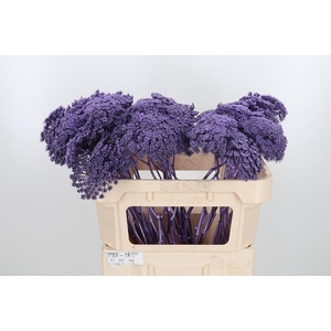 Ammi Zaad Kl Bh Metallic Milka