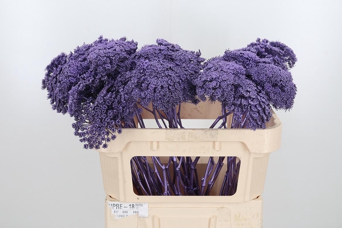 <h4>Ammi Zaad Kl Bh Metallic Milka</h4>