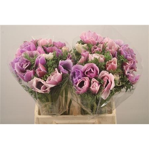 Anem Mistral Cenere Super