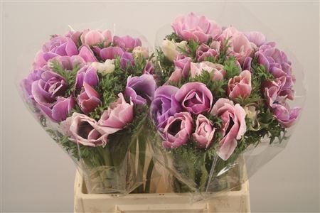 <h4>Anem Mistral Cenere Super</h4>