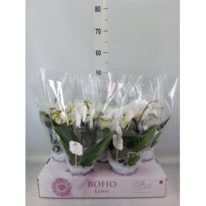 Phalaenopsis   ...white