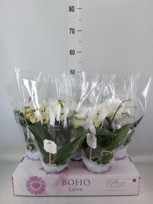 <h4>Phalaenopsis   ...white</h4>