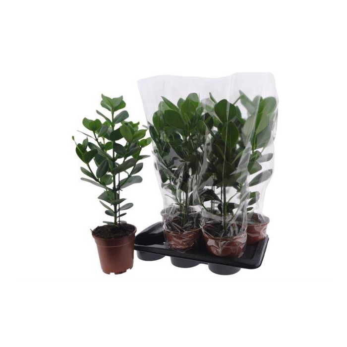 <h4>Clusia rosea Princess 17Ø 65cm 1pp</h4>