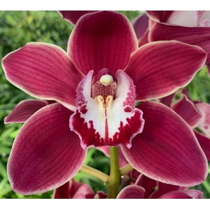 CYMB T HENRIETTE 50cm.