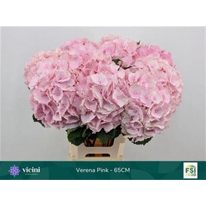 Hydr M Verena Pink