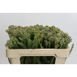 Kaaps Groen Palaecea