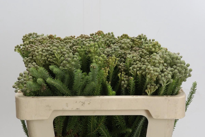 <h4>Cape Green Palacea</h4>