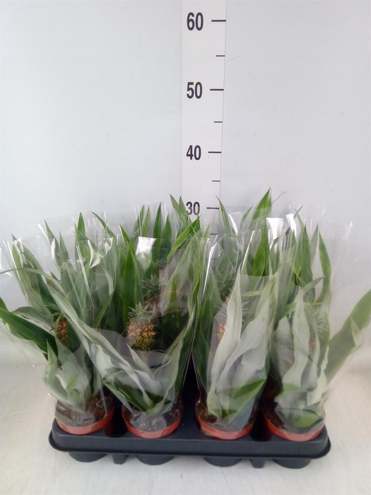 <h4>Ananas 'Rosita'</h4>