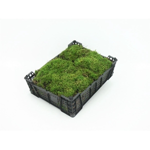 Mos Platmos ( Plastic Krat ) Per Pallet!