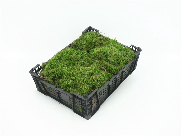 <h4>Mos Platmos ( Plastic Krat )</h4>