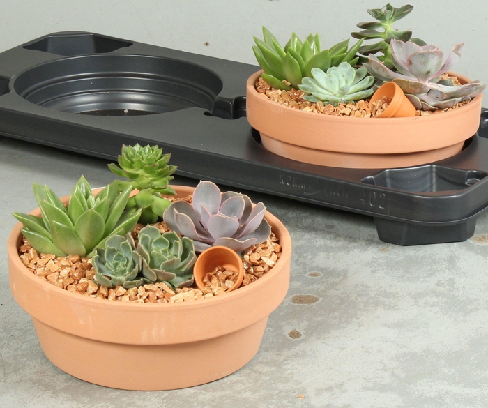 <h4>ARR SUCCULENTEN</h4>