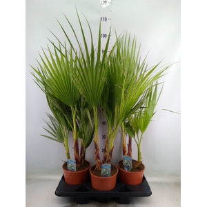 Washingtonia filifera