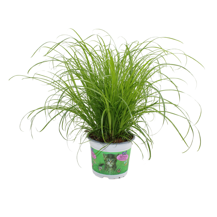 <h4>Cyperus alternifolius Zumula in bedrukte pot</h4>