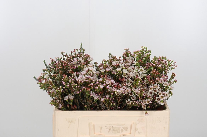 <h4>Chame Mi Liron</h4>