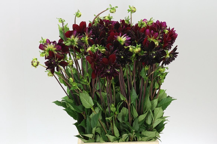 <h4>Dahlia Arabian Night</h4>