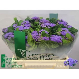 AGER H BLUE HORIZON