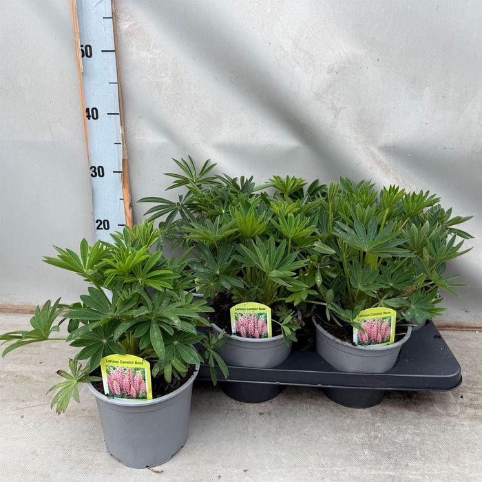 <h4>Lupinus polyp. 'Lupini Red Shades'</h4>