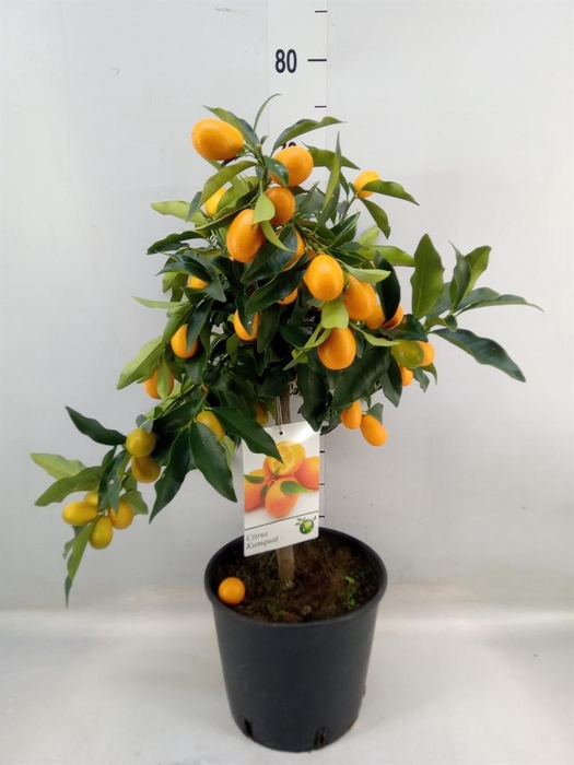 <h4>Citrus   ...</h4>