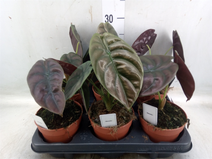 <h4>Alocasia cuprea 'Red Secret'</h4>
