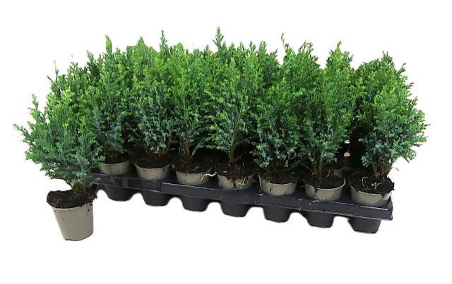 <h4>!! PROMO !! CHAM L ELLWOODII P6</h4>