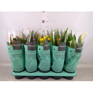 Zantedeschia   ...mix