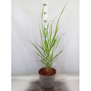 Panicum virgatum