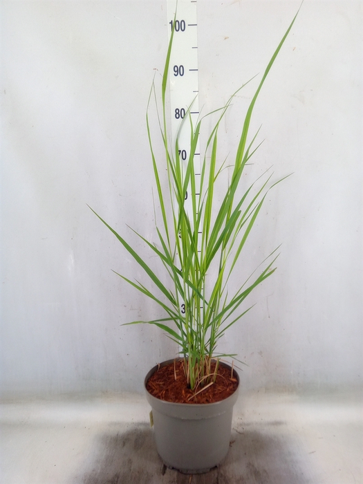 <h4>Panicum virgatum</h4>