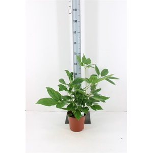 Schefflera Amate P19