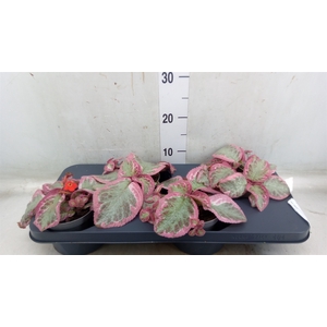 Episcia   ...