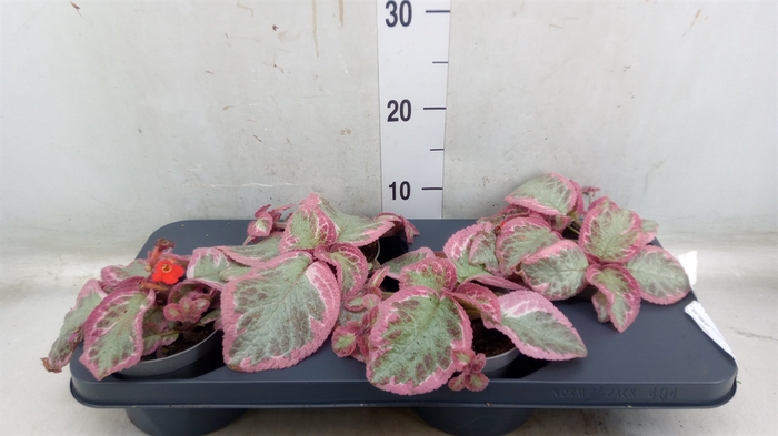 <h4>Episcia   ...</h4>