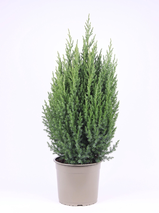 <h4>Juniperus chinensis 'Stricta'</h4>