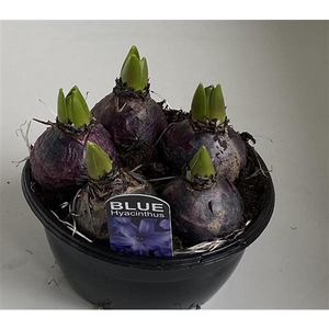 16 cm Hyacint Blue Pearl in zwarte schaal 5pp