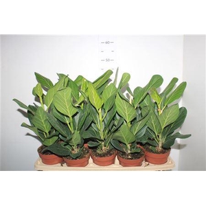 Ficus Beng Audrey